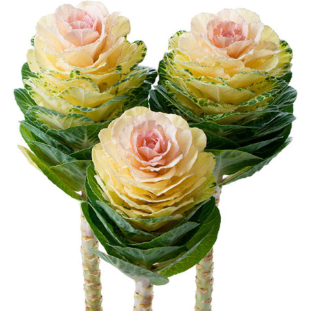 Col Ornamental 500 Semillas Brassica oleracea Flower Kale Empire Agathana Flor Corte FLOWER SEEDS-Col Ornamental 500 Semillas Br