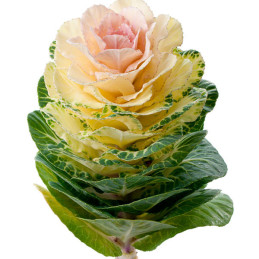 Col Ornamental 500 Semillas Brassica oleracea Flower Kale Empire Agathana Flor Corte FLOWER SEEDS-Col Ornamental 500 Semillas Br