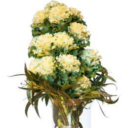  Col Ornamental 500 Semillas Brassica oleracea Flower Kale Crane Ruffle White Flor Corte 140.677966 Col Ornamental 500 Semillas 