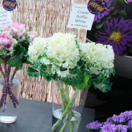  Col Ornamental 500 Semillas Brassica oleracea Flower Kale Crane Ruffle White Flor Corte 140.677966 Col Ornamental 500 Semillas 