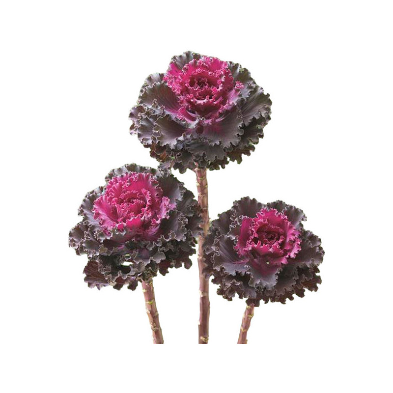  Col Ornamental 500 Semillas Brassica oleracea Flower Kale Crane Ruffle Red Flor Corte 140.677966 Col Ornamental 500 Semillas Br