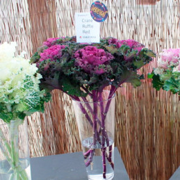  Col Ornamental 500 Semillas Brassica oleracea Flower Kale Crane Ruffle Red Flor Corte 140.677966 Col Ornamental 500 Semillas Br