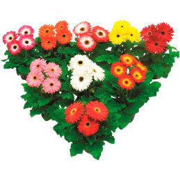 Gerbera 100 Semillas jamesonii Floriline Maxi Mix Select Dark Eye Flor Maceta Jardin 120.338983 Gerbera 100 Semillas jamesonii 