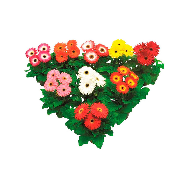  Gerbera 100 Semillas jamesonii Floriline Maxi Mix Select Dark Eye Flor Maceta Jardin 120.338983 Gerbera 100 Semillas jamesonii 