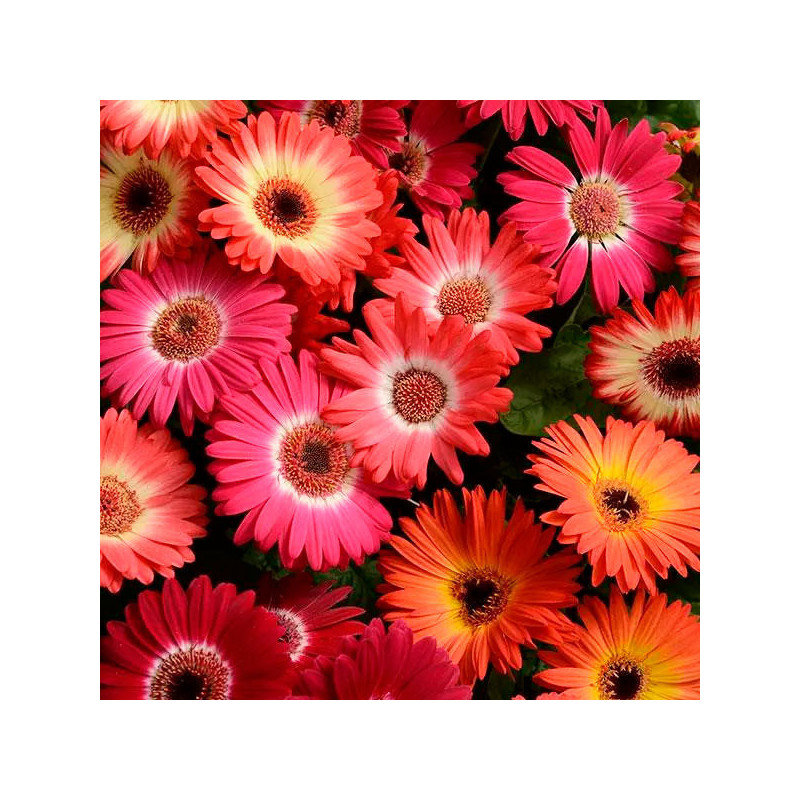  Gerbera 100 Semillas jamesonii Revolution Mix Bicolor Flor Maceta Jardin 120.338983 Gerbera 100 Semillas jamesonii Revolution M