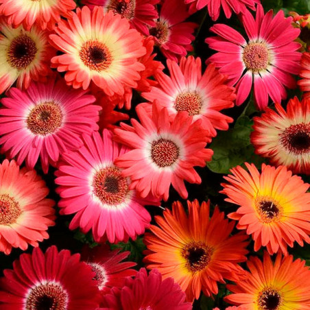  Gerbera 100 Semillas jamesonii Revolution Mix Bicolor Flor Maceta Jardin 120.338983 Gerbera 100 Semillas jamesonii Revolution M