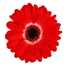  Gerbera 100 Semillas jamesonii Majorette Red Bicolor with Dark Eye Flor Maceta Jardin 108.474576 Gerbera 100 Semillas jamesonii