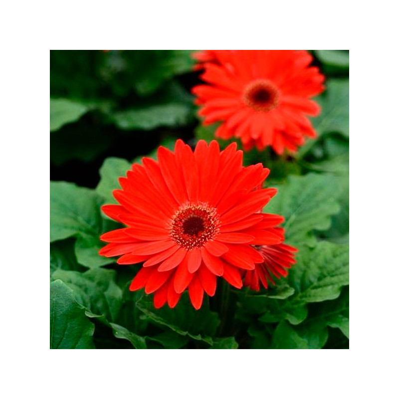  Gerbera 100 Semillas jamesonii Majorette Red Bicolor with Dark Eye Flor Maceta Jardin 108.474576 Gerbera 100 Semillas jamesonii