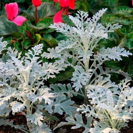  Senecio 5gr Semillas cineraria Dusty Miller Candicans Flor Jardin 103.389831 Senecio 5gr Semillas cineraria Dusty Miller Candic