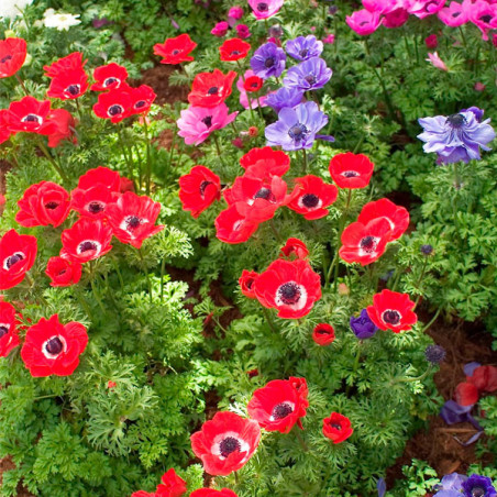  Anemona 100 Semillas coronaria Anemone Harmony Mix Flor de Viento Jardin 91.525424 Anemona 100 Semillas coronaria Anemone Harmo