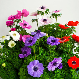  Anemona 100 Semillas coronaria Anemone Harmony Mix Flor de Viento Jardin 91.525424 Anemona 100 Semillas coronaria Anemone Harmo