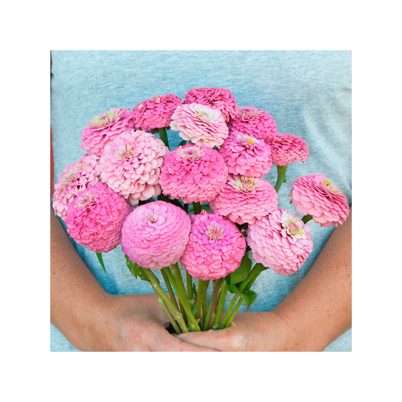  Zinnia 1000 Semillas elegans Oklahoma Pink Flor Corte 71.186441 Zinnia 1000 Semillas elegans Oklahoma Pink Flor Corte
Germinaci