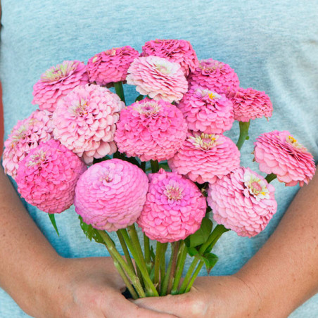  Zinnia 1000 Semillas elegans Oklahoma Pink Flor Corte 71.186441 Zinnia 1000 Semillas elegans Oklahoma Pink Flor Corte
Germinaci