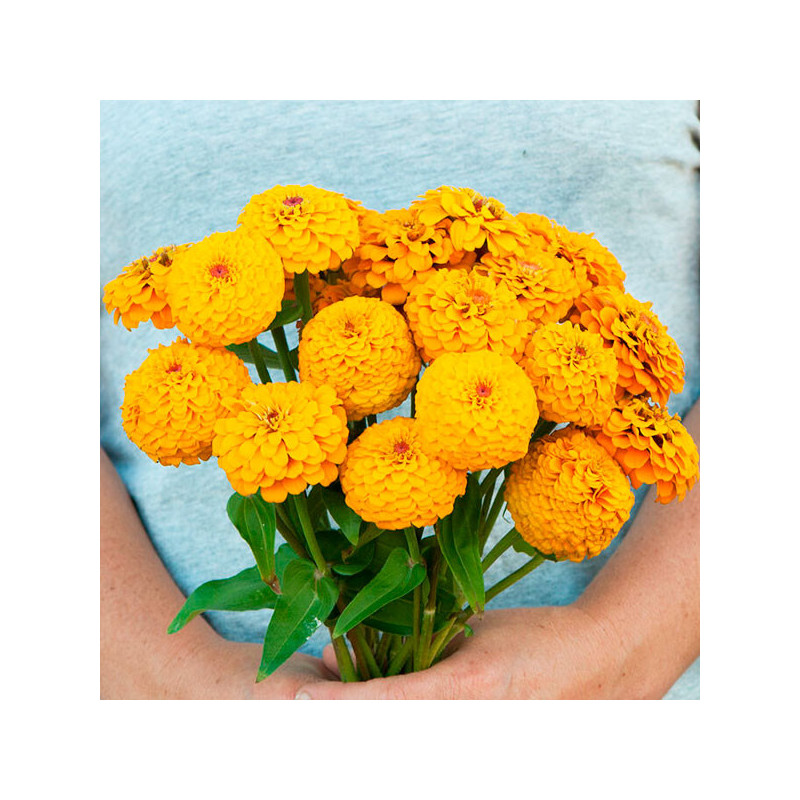  Zinnia 1000 Semillas elegans Oklahoma Golden Yellow Flor Corte 71.186441 Zinnia 1000 Semillas elegans Oklahoma Golden Yellow Fl