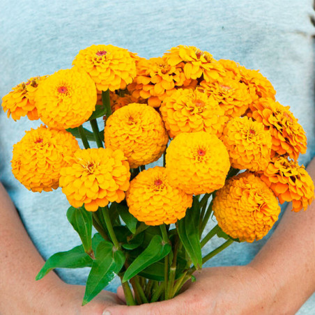  Zinnia 1000 Semillas elegans Oklahoma Golden Yellow Flor Corte 71.186441 Zinnia 1000 Semillas elegans Oklahoma Golden Yellow Fl