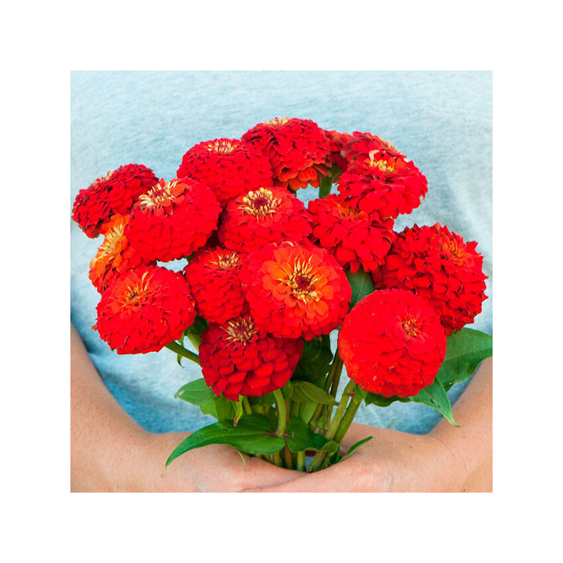  Zinnia 1000 Semillas elegans Oklahoma Scarlet Flor Corte 71.186441 Zinnia 1000 Semillas elegans Oklahoma Scarlet Flor Corte
Ger