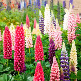  Lupino 1000 Semillas Lupinus polyphyllus Lupin Russell Mix Flor Maceta Jardin 71.186441 Lupino 1000 Semillas Lupinus polyphyllu