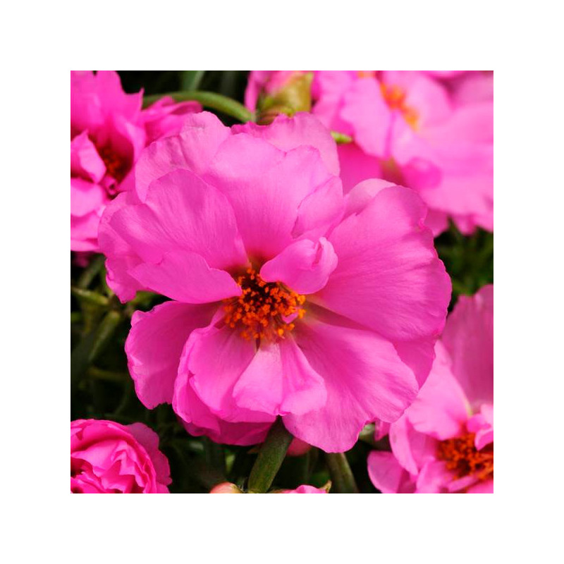  Verdolaga 1000 Semillas Portulaca grandiflora Happy Hour Rosita PLT Flor de Seda Maceta Jardin 77.118644 Verdolaga 1000 Semilla