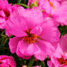  Verdolaga 1000 Semillas Portulaca grandiflora Happy Hour Rosita PLT Flor de Seda Maceta Jardin 77.118644 Verdolaga 1000 Semilla