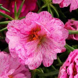  Verdolaga 1000 Semillas Portulaca grandiflora Happy Hour Peppermint PLT Flor de Seda Maceta Jardin 77.118644 Verdolaga 1000 Sem