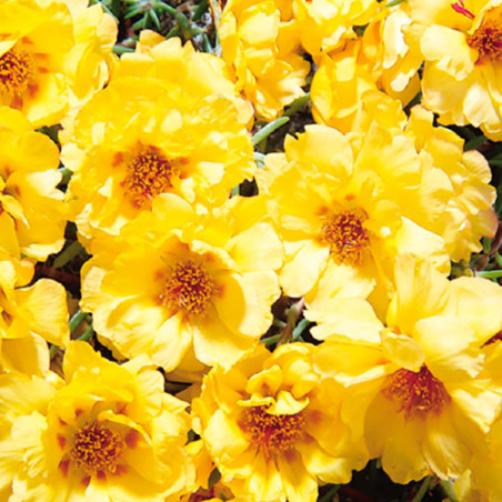  Verdolaga 1000 Semillas Portulaca grandiflora Sundial Gold Flor de Seda Maceta Jardin 77.118644 Verdolaga 1000 Semillas Portula