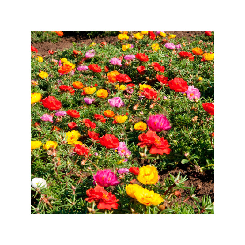  Verdolaga 1000 Semillas Portulaca grandiflora Sundial Caliente Mix Flor de Seda Maceta Jardin 80.508475 Verdolaga 1000 Semillas