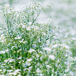  Gypsophila 1000 Semillas cerastitoides Covent White Flor Corte Jardin 46.999999 Gypsophila 1000 Semillas cerastitoides Covent W