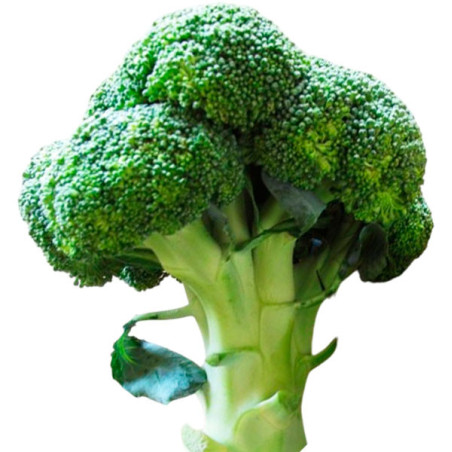 Brocoli Calabrese 500gr, Semillas OP Variedad 81.355932 Brocoli Calabrese 500gr, Semillas OP Variedad
Variedad de alto rendimie