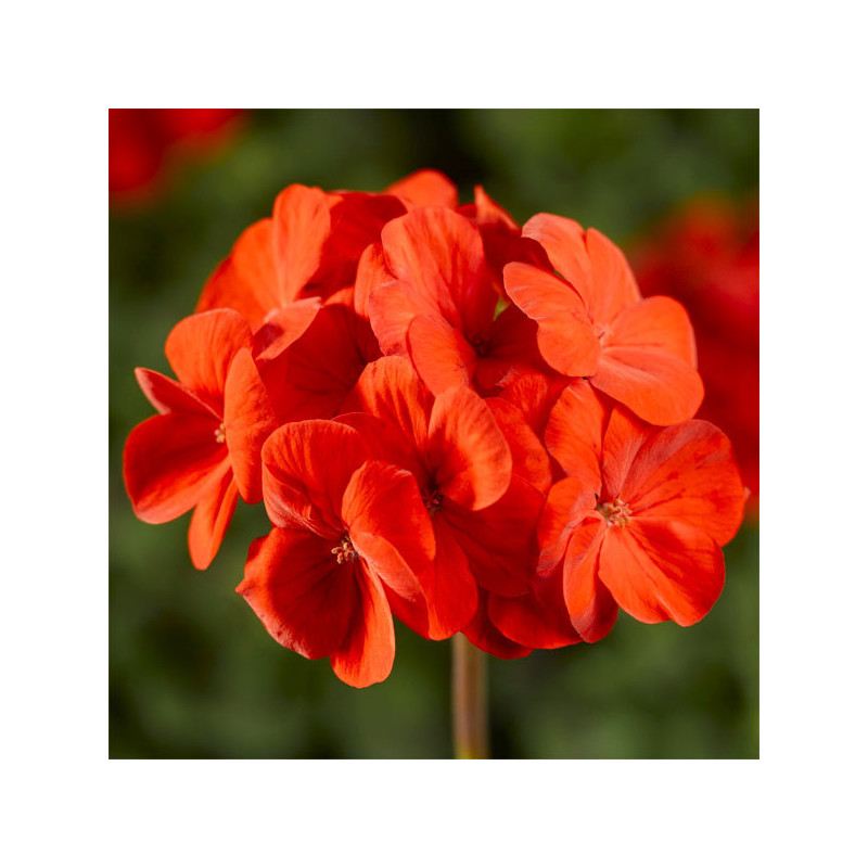  Geranio 100 Semillas Pelargonium x hortorum Pinto Premium Scarlet Deep Flor Maceta Jardin 56.779661 Geranio 100 Semillas Pelarg
