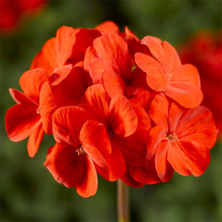  Geranio 100 Semillas Pelargonium x hortorum Pinto Premium Scarlet Deep Flor Maceta Jardin 56.779661 Geranio 100 Semillas Pelarg