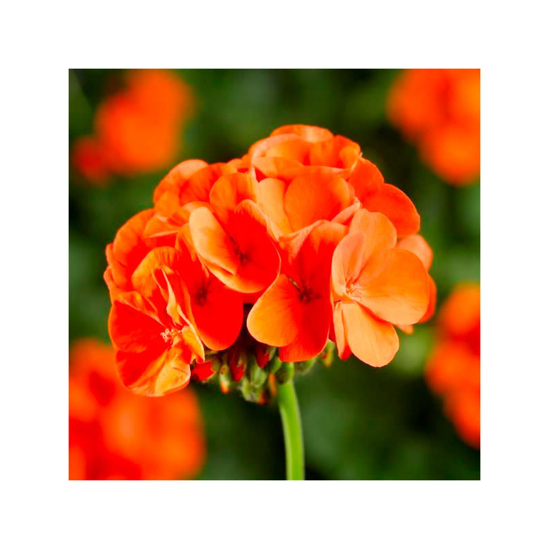  Geranio 100 Semillas Pelargonium x hortorum Pinto Premium Orange Flor Maceta Jardin 56.779661 Geranio 100 Semillas Pelargonium 