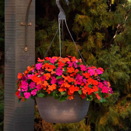  Balsamina 1000 Semillas Impatiens walleriana Beacon Sanibel Mixture Flor Maceta Jardin 103.389831 Balsamina 1000 Semillas Impat