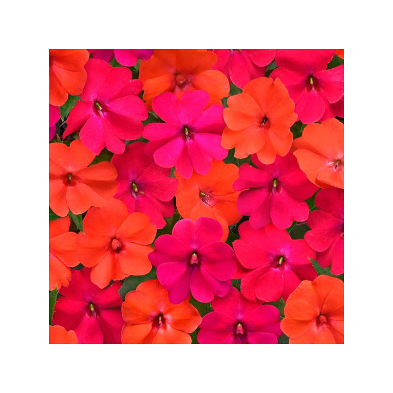 Balsamina 1000 Semillas Impatiens walleriana Solarscape Mix Voodoo Flor Maceta Jardin 95.000001 Balsamina 1000 Semillas Impatie