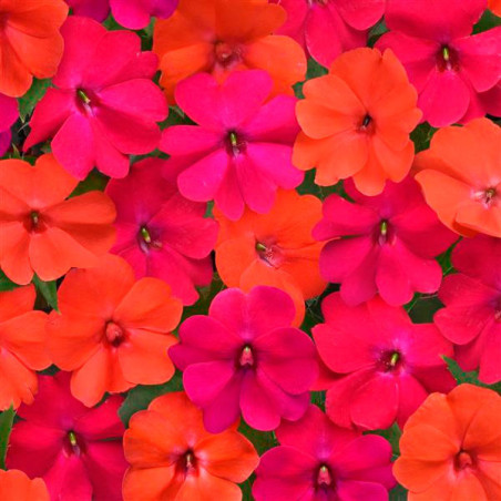  Balsamina 1000 Semillas Impatiens walleriana Solarscape Mix Voodoo Flor Maceta Jardin 95.000001 Balsamina 1000 Semillas Impatie