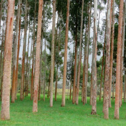  Eucalipto Urograndis 500gr Semillas Eucalyptus grandis x E. urophylla Forestal 2605.932203 Eucalipto Urograndis 500gr Semillas 