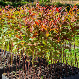  Eucalipto Urograndis 250gr Semillas Eucalyptus grandis x E. urophylla Forestal 1324.576271 Eucalipto Urograndis 250gr Semillas 