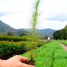  Pino Rojo 500gr Semillas Pinus Tecunumanii Costa Valles Interandinos Forestal 2400 Pino Rojo 500gr Semillas Pinus Tecunumanii C
