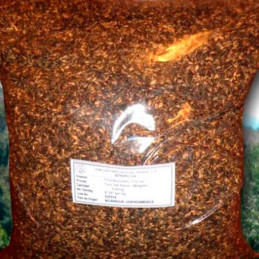  Pino Rojo 500gr Semillas Pinus Tecunumanii Costa Valles Interandinos Forestal 2400 Pino Rojo 500gr Semillas Pinus Tecunumanii C