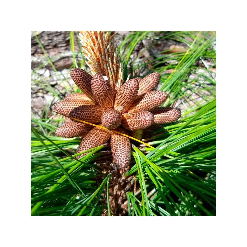  Pino Rojo 500gr Semillas Pinus Tecunumanii Costa Valles Interandinos Forestal 2400 Pino Rojo 500gr Semillas Pinus Tecunumanii C