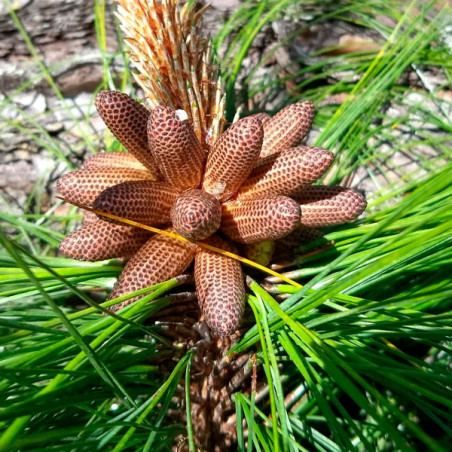  Pino Rojo 500gr Semillas Pinus Tecunumanii Costa Valles Interandinos Forestal 2400 Pino Rojo 500gr Semillas Pinus Tecunumanii C