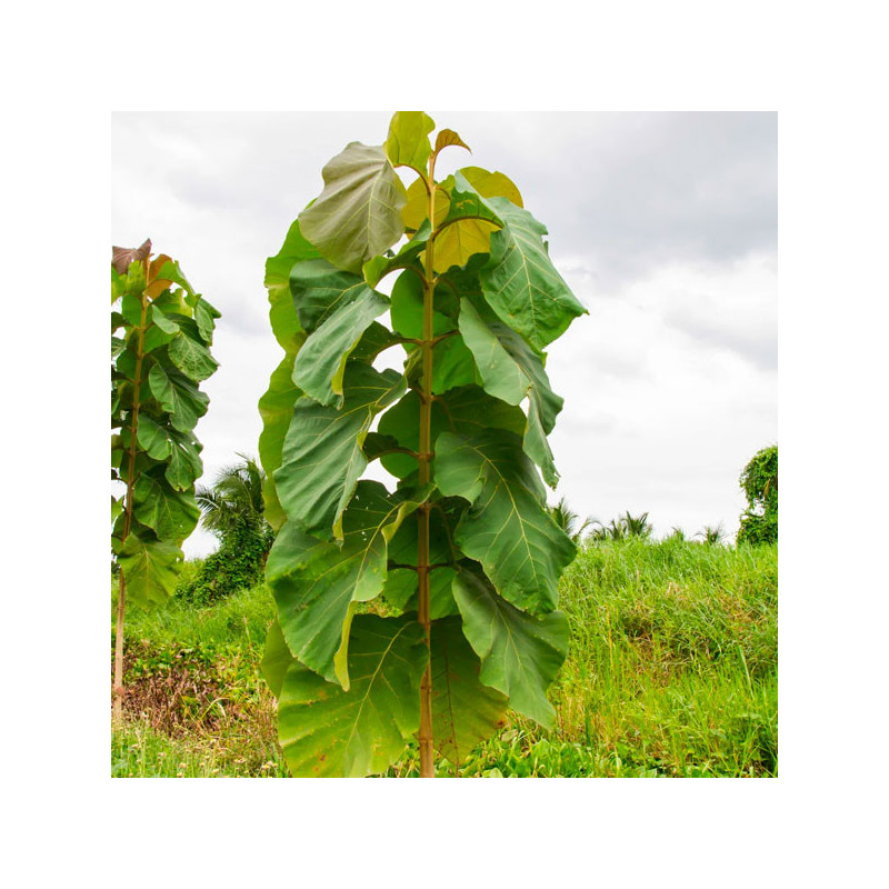  Teca 1Kg Semillas Tectona grandis Zona Tropical Forestal 360 Teca 1Kg Semillas Tectona grandis Zona Tropical Forestal
La teca (