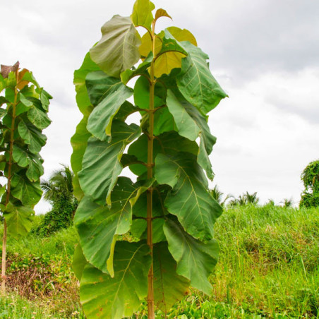  Teca 1Kg Semillas Tectona grandis Zona Tropical Forestal 360 Teca 1Kg Semillas Tectona grandis Zona Tropical Forestal
La teca (