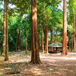  Teca 1Kg Semillas Tectona grandis Zona Tropical Forestal 360 Teca 1Kg Semillas Tectona grandis Zona Tropical Forestal
La teca (