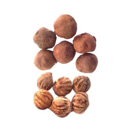  Teca 1Kg Semillas Tectona grandis Zona Tropical Forestal 360 Teca 1Kg Semillas Tectona grandis Zona Tropical Forestal
La teca (