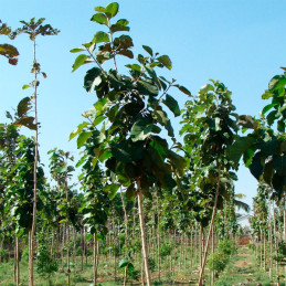  Teca 1Kg Semillas Tectona grandis Zona Tropical Forestal 360 Teca 1Kg Semillas Tectona grandis Zona Tropical Forestal
La teca (