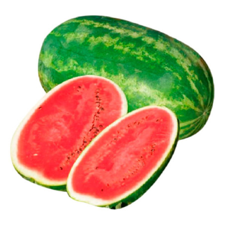  Sandia Santabrunella 5000 Semillas Hibrido F1 Rayada NASCO 1199.152542 Sandia Santabrunella 5000 Semillas Hibrido F1 Rayada NAS