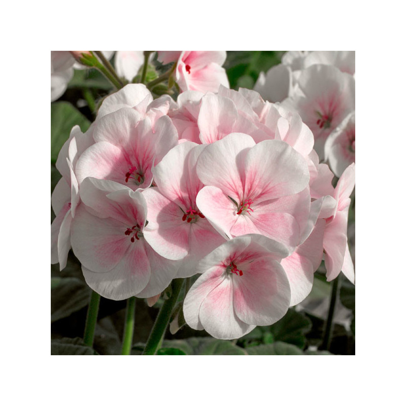  Geranio 1000 Semillas Pelargonium hortorum Maverick Appleblossom Flor Maceta Jardin 500 Geranio 1000 Semillas Pelargonium horto