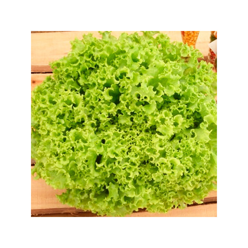  Lechuga Veneranda 100gr Semillas Tipo Crespa Verde Feltrin 92.372881 Lechuga Veneranda 100gr Semillas Tipo Crespa Verde Feltrin