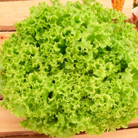  Lechuga Veneranda 100gr Semillas Tipo Crespa Verde Feltrin 92.372881 Lechuga Veneranda 100gr Semillas Tipo Crespa Verde Feltrin
