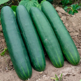  Pepinillo Megalodon 5000 Semillas Hibrido F1 PanDia Seeds 383.050847 Pepinillo Megalodon 5000 Semillas Hibrido F1 PanDia Seeds
